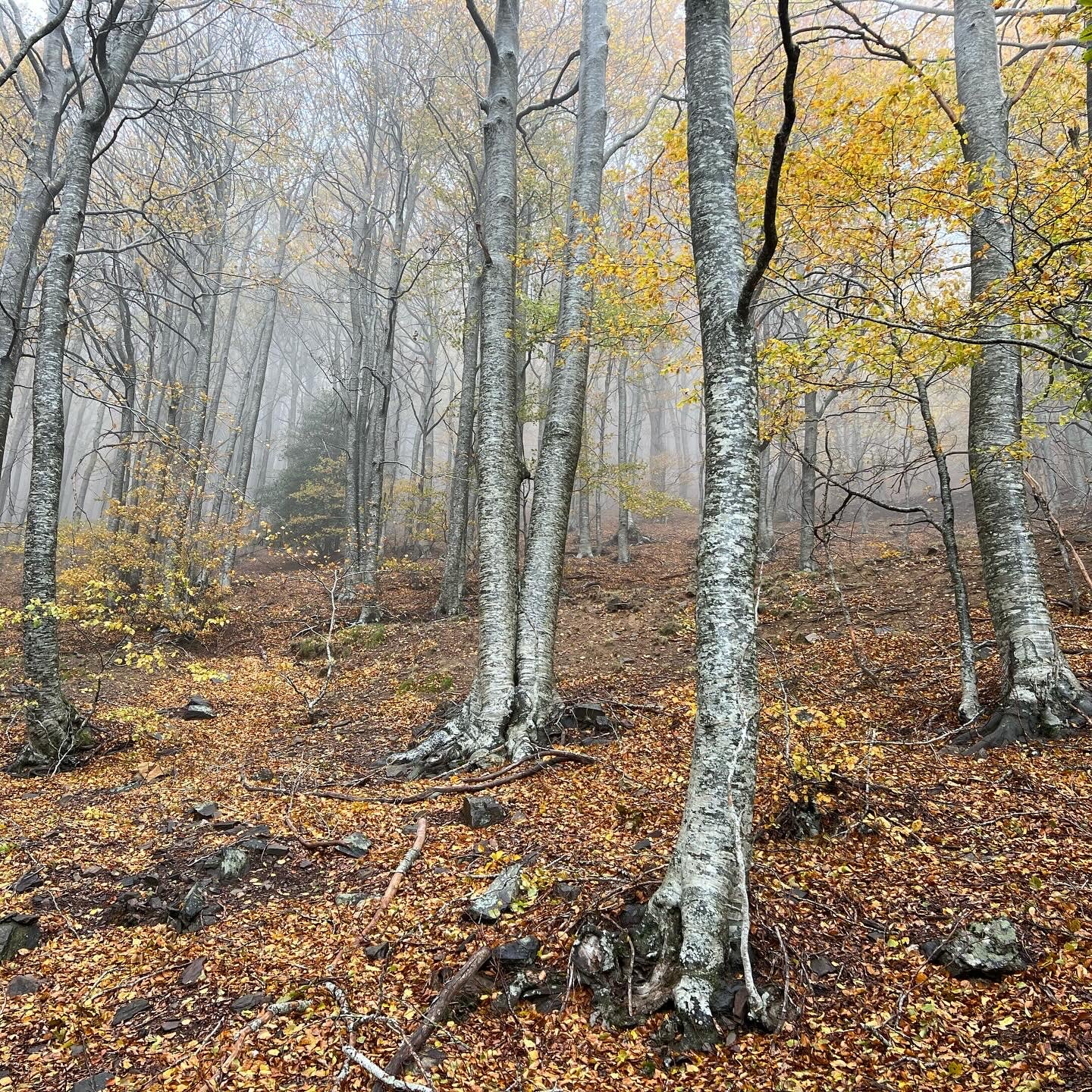 🔥2 plazas 🍂Preciosa ruta otoñal Montseny - Turó de L'Home 🍁 ⛰️ Intermedio 10km 💪 ➸ 📅Sábado, 09.12.23 💰39€