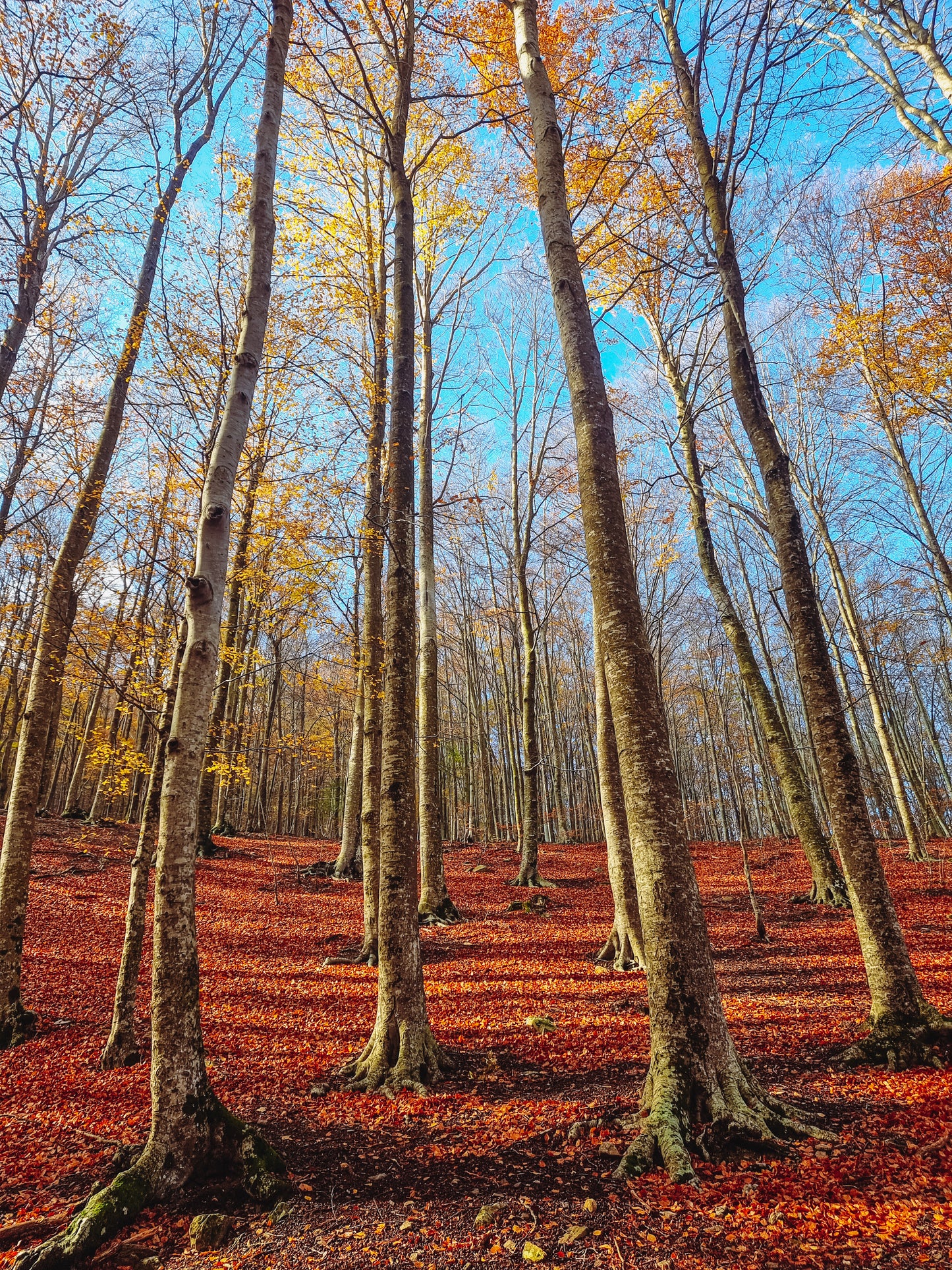 🔒COMPLETO 🍂Preciosa ruta otoñal Montseny 🍁 Turó de L'Home i les Agudes⛰️ Intermedio 10km💪 ➸ 📅04.11.23 💰39€