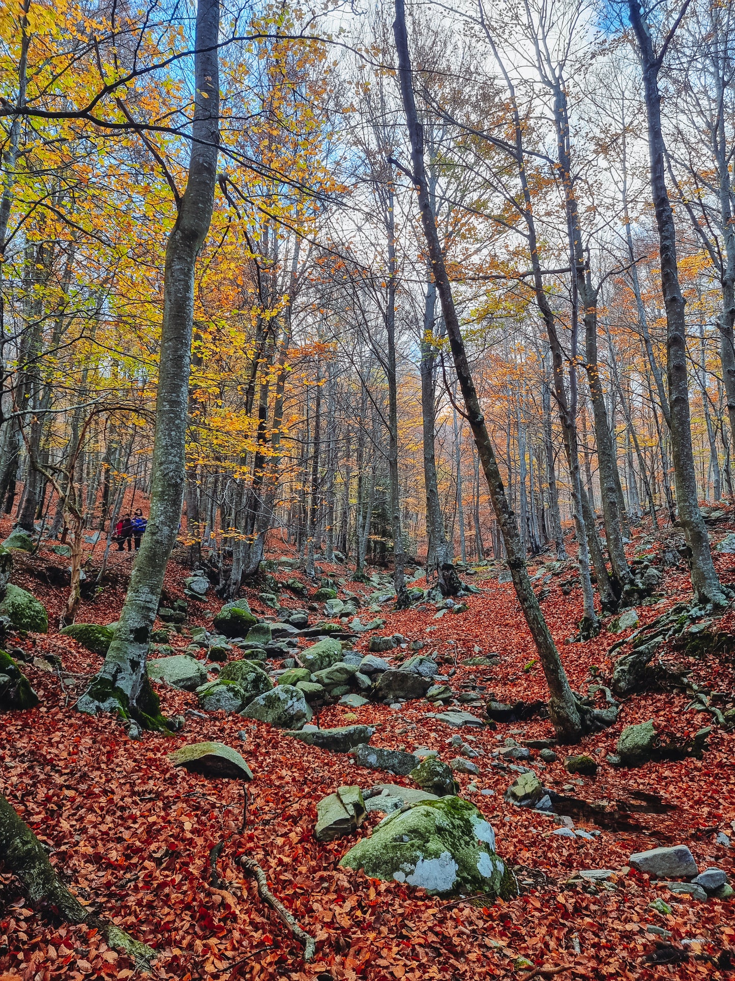 🔒COMPLETO 🍂Preciosa ruta otoñal Montseny 🍁 Turó de L'Home i les Agudes⛰️ Intermedio 10km💪 ➸ 📅04.11.23 💰39€