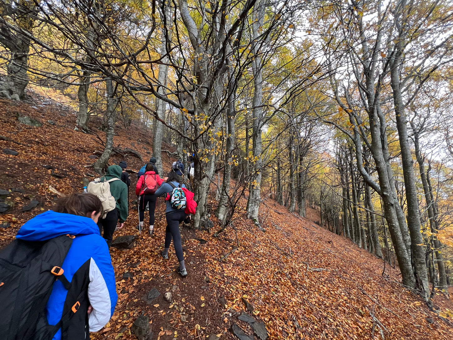 🔥2 plazas 🍂Preciosa ruta otoñal Montseny - Turó de L'Home 🍁 ⛰️ Intermedio 10km 💪 ➸ 📅Sábado, 09.12.23 💰39€