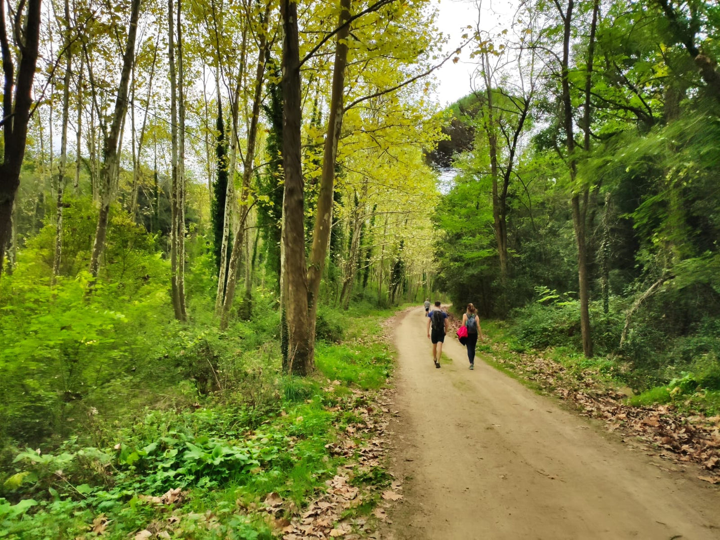 🔥1 plaza 🌸 Bella Gualba - Parque Natural Montseny 🌳 Fácil 12km 💪 ➸ 📅15.10.23 💰20€