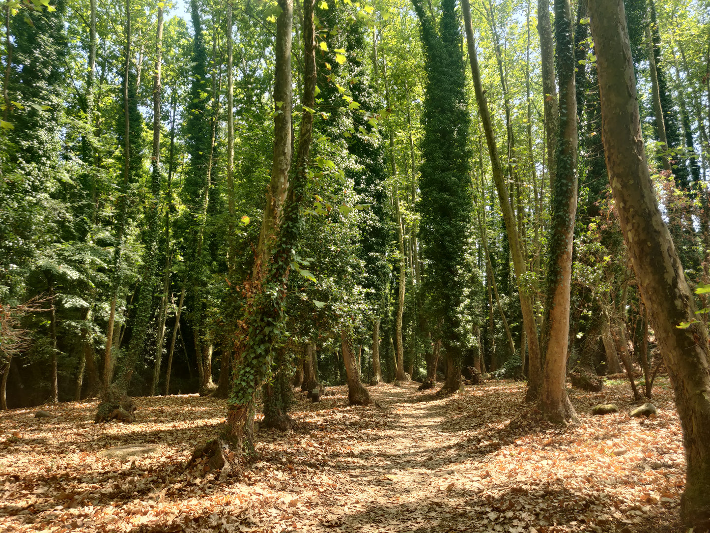 🔒COMPLETO 🌸 Bella Gualba - Parque Natural Montseny 🌳 Fácil 12km 💪 ➸ 📅 05.06.23 💰 20€