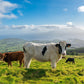 🌴 SEMANA SANTA Azores: Isla del Atlántico, entre lagos y volcanes  🌋 ➸ 📅 Lunes, 14.04.25 - Domingo, 20.04.25 💰799€-999€