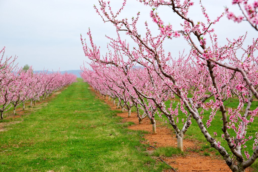 🔓COMPLETO 🌺 Aitona: Ruta por un mar de flores 🌺 Fácil 12km 💪 ➸ 📅 19.03.23 💰 39€