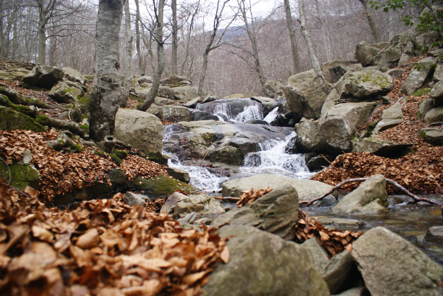 🔒COMPLETO 🍂 Preciosa ruta otoñal Montseny ⛰️ Turó de L'Home i les Agudes 🌞 Intermedio 💪 ➸ 📅19.11.22 - 💰35€