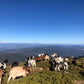 🔒COMPLETO 🍂 Preciosa ruta otoñal Montseny ⛰️ Turó de L'Home i les Agudes 🌞 Intermedio 💪 ➸ 📅19.11.22 - 💰35€