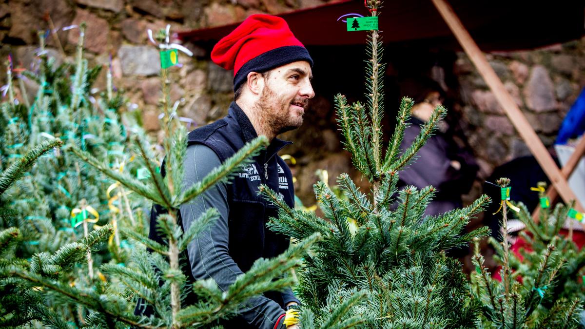 🔒COMPLETO!🎄Árboles gigantes y mercado de Navidad en Espinelves 🎅 Christmas Market 🌟 ➸ 📅03.12.22 - 💰39€