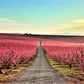 🔒COMPLETO 🌺 Aitona: Ruta por un mar de flores 🌺 Fácil 12km 💪 ➸ 📅 26.03.23 💰 39€